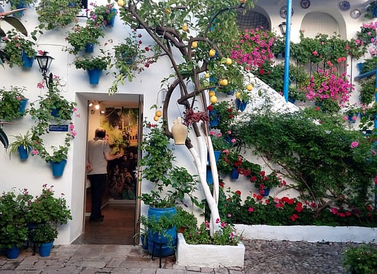 Patio de Córdoba con limonero